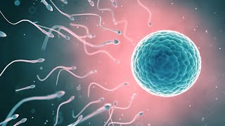 The Journey of Sperm and Egg The Fertilization Process  Pregnancy  Conception Explained in hindi [upl. by Wymore967]