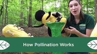 How Pollination Works [upl. by Ayak]