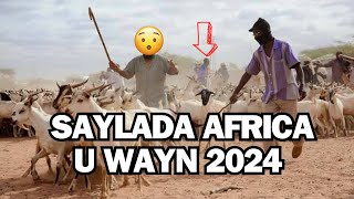 SAYLADA HARGEISA MAXA KA DHACAY 2024 [upl. by Bough]