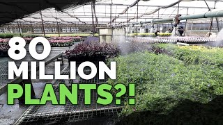 How To Grow MILLIONS of Plants a Year Plant Nursery Tour [upl. by Iadahs]