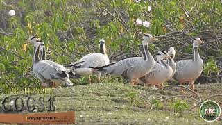 Bar  Headed Goose [upl. by Maurizia826]