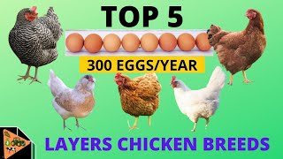 5 BEST LAYERS CHICKEN BREEDS THAT LAY UPTO 300 EGGS PER YEAR [upl. by Streeto]