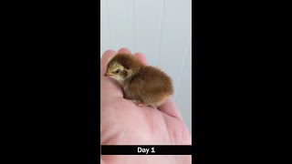 Coturnix Quail from Day 1 to Day 42 [upl. by Anyak30]