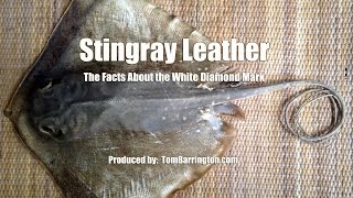 Stingray Leather  the Facts About the White Diamond [upl. by Almallah518]