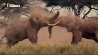 Elephant vs Elephant Deadliest Fight  Nat Geo wild [upl. by Libove]