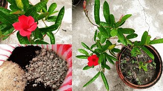 How to Grow Mandevilla in Pots  Tips for growing Mandevilla Vine  How to get more flowers [upl. by Nash]