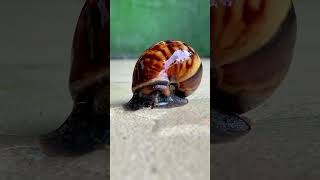 HOW DO SNAILS 🐌 REACT TO WATER 💦 [upl. by Keheley105]