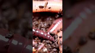 Phylum Annelida taxonomic facts 11bio biologyscience [upl. by Aziza376]