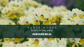 Discover Nemesia The Perfect CoolSeason Annual for Your Garden  Jacksonville FL Gardening Tips [upl. by Egiedan]