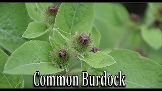 How to Identify Common Burdock Arctium minus  Wild Edible and Medicinal Plant Identification [upl. by Anitnamaid18]