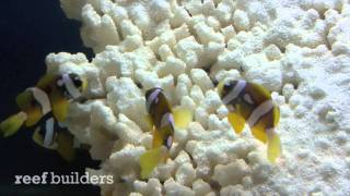 Clarkii clownfish with picasso and pearl eye traits [upl. by Ayotan]