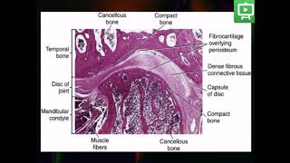 Temporomandibular Joint Histology practical Part 1 [upl. by Uball]