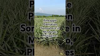 Pineapple Plantation Somewhere in Mindanao Philippines [upl. by Couture]