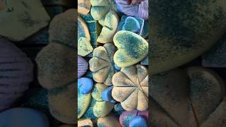 Gym chalk crush compilation ASMRgymchalkIndonesia asmr explore fyp satisfying [upl. by Auoh679]