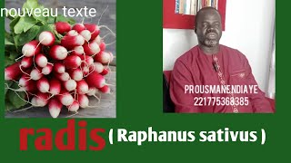 les bienfaits de radis  Raphanus sativus par pr ousmane Ndiaye [upl. by Einahpehs]