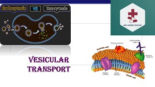 Vesicular transport  Endocytosis  Exocytosis  Phagocytosis  Pinocytosis  B Pharm Medical [upl. by Erika]