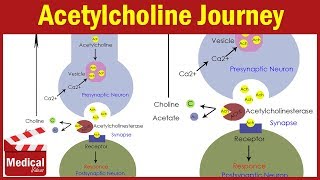 Acetyl choline  synthesis amp release [upl. by Osrick]