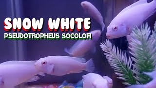 IKAN SNOW WHITE  Pseudotropheus Socolofi FISH [upl. by Nedia]