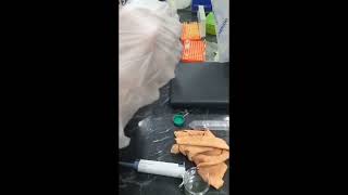 How to perform Gel Electrophoresis in lab [upl. by Procora]