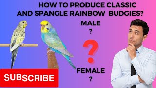 A StepbyStep Guide to Breeding Exquisite Classic and Spangle Rainbow Budgies  Afaq Birds [upl. by Charry]