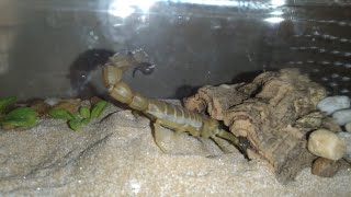 Yellow Fattailed Scorpion Digging In Its Enclosure [upl. by Phelia]