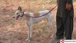 small hunting dog in punjab [upl. by Gnos]