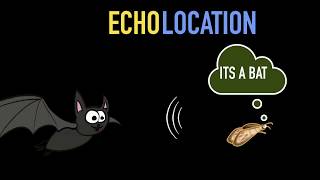 Echolocation amp SONAR [upl. by Allisirp898]