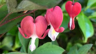 How to Plant and Grow The Bleeding Heart Plant  Lamprocapnos spectabilis Dicentra spectabilis [upl. by Pontius]