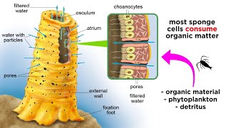 Phylum Porifera Sponges [upl. by Chamberlain879]