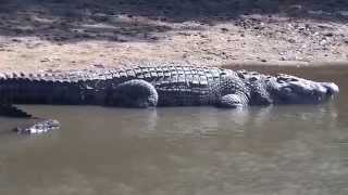 Crocodiles Grumeti River 2013 [upl. by Ayrolg]