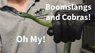 Boomslangs and Cobras Oh My [upl. by Arrim]