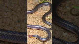 🐍●³◇² Pinkheaded Reed Snake Whiteheaded Reed Snake Calamaria schlegeli [upl. by Weihs31]