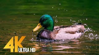 Geese and Ducks on Water Short 4K Film  Nisqually National Wildlife Refuge Washington [upl. by Aniad]