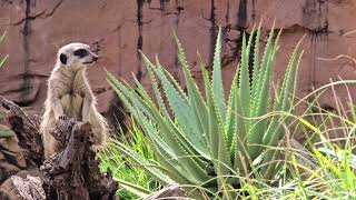 The Meerkat Sydney Australia [upl. by Collbaith]