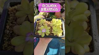 벌레잡이제비꽃 아그나타X포토시엔시스 식충식물 pinguicula plants gardening bugs flowers 🌱💜 [upl. by Piscatelli433]