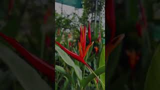 Heliconia psittacorum PlantElegance instagood hugaplant [upl. by Seraphine]