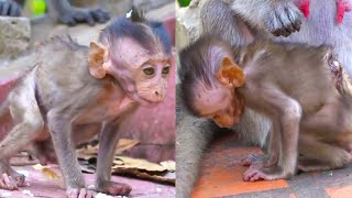 Injured baby monkey emaciated in pain and hungry searching for food in the hope of survival [upl. by Box894]