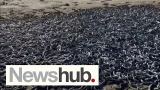 Thousands of eels die after stranding  but farm owner says it could have been prevented  Newshub [upl. by Corie]