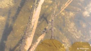 Fauna da App Lagoa Encantada Louvaadeusdágua  Waterscorpion Ranatra sp [upl. by Enahsal]