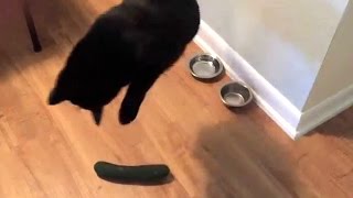 Cat VS Cucumber 😂 HD Funny Pets [upl. by Corotto925]