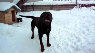 Rottweiler barks [upl. by Sibylle253]