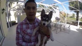 16 week old pomsky doing some basic puppy training tricks [upl. by Pascoe627]