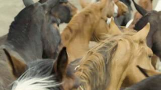 Bishop Mule Days Celebration  The Greatest Mule Show on Earth [upl. by Ryhpez]