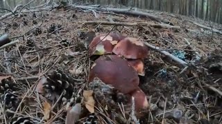 Boletus Pinicola extraordinarios También Edulis y Níscalo 2023 [upl. by Sotnas737]