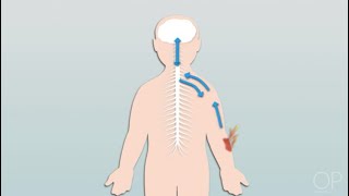 Pathophysiology of Pain by C Dowling  OPENPediatrics [upl. by Borgeson655]