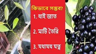 টবে প্রচুর কালো জাম গাছ পেতে এটি বিশেষ ধরনের জাম গাছ রোপণ করুন  Thai Variety of Jam plant [upl. by Birgit860]