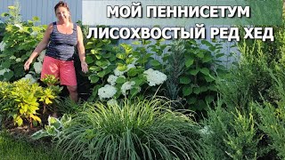 САМЫЙ ЭФФЕКТНЫЙ ЗЛАК МОЙ ПЕННИСЕТУМ РЕД ХЕД  Пеннисетум лисохвостый Ред Хед [upl. by Hildagard]