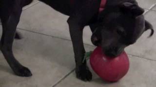 PERSEVERANCE  Awesome Little Dog Doesnt Give Up  MOTIVATIONAL KID VIDEO [upl. by Vail97]