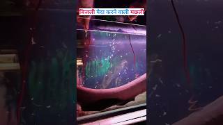 Electricity 🔌 पैदा करने वाली मछली  fish facts  Facts Wale Sir [upl. by Ahtinak494]