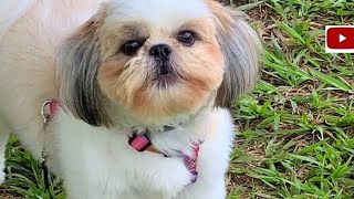 Latido de cachorro Shih Tzu [upl. by Rudy296]